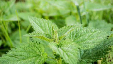 Wilde planten eetbaar en gratis: brandnetel, paardenbloem en zevenblad