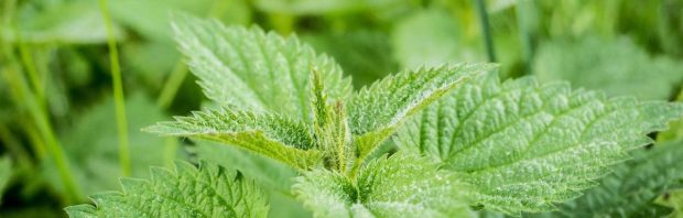 Wilde planten eetbaar en gratis: brandnetel, paardenbloem en zevenblad