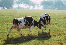 De paradox van het Groningse boerenbeleid: bekroond om duurzaamheid, toch met onteigening bedreigd