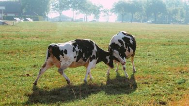 De paradox van het Groningse boerenbeleid: bekroond om duurzaamheid, toch met onteigening bedreigd