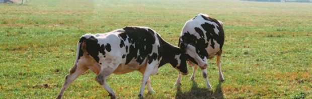 De paradox van het Groningse boerenbeleid: bekroond om duurzaamheid, toch met onteigening bedreigd