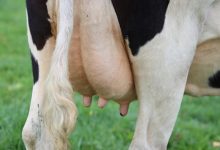 Frankenstein-technologie in de koeienstal: hersenchip laat koe meer melk produceren