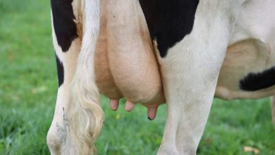 Frankenstein-technologie in de koeienstal: hersenchip laat koe meer melk produceren