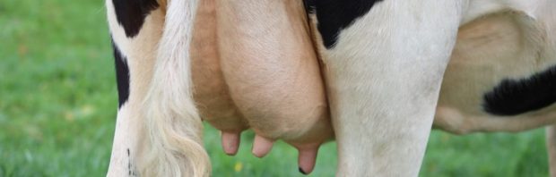 Frankenstein-technologie in de koeienstal: hersenchip laat koe meer melk produceren