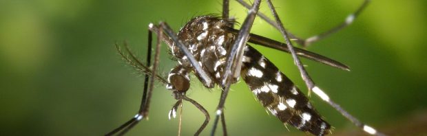Geïnfecteerde muggen Google: 64 miljoen insecten boven woonwijken