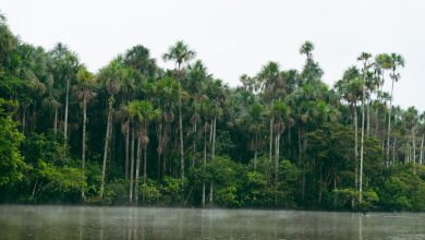 Gezichtsschillers van Peru: het angstaanjagende wezen dat een dorp terroriseerde