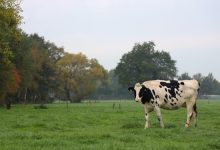 Onteigening boerenfamilie Lucaswolde: provincie speelt vuil spel