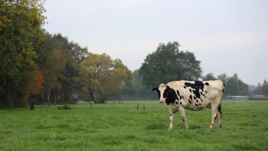 Onteigening boerenfamilie Lucaswolde: provincie speelt vuil spel