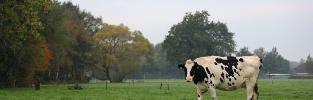 Onteigening boerenfamilie Lucaswolde: provincie speelt vuil spel