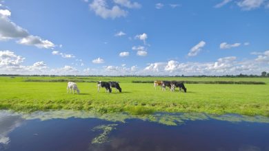 Dankzij CDA en VVD blijft Nederland voorlopig op slot 'vanwege dat absurde mussenpoepje per jaar'