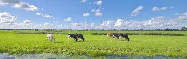 Dankzij CDA en VVD blijft Nederland voorlopig op slot ‘vanwege dat absurde mussenpoepje per jaar’