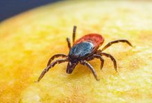 Genetisch gemanipuleerde teken inzetten om vlees eten te stoppen: wetenschap of bioterrorisme? 8 Genetisch gemanipuleerde teken inzetten om vlees eten te stoppen: wetenschap of bioterrorisme?