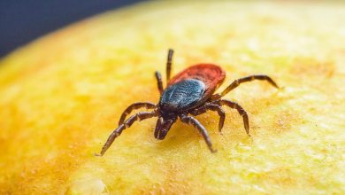 Genetisch gemanipuleerde teken inzetten om vlees eten te stoppen: wetenschap of bioterrorisme?