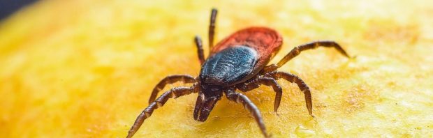 Genetisch gemanipuleerde teken inzetten om vlees eten te stoppen: wetenschap of bioterrorisme?