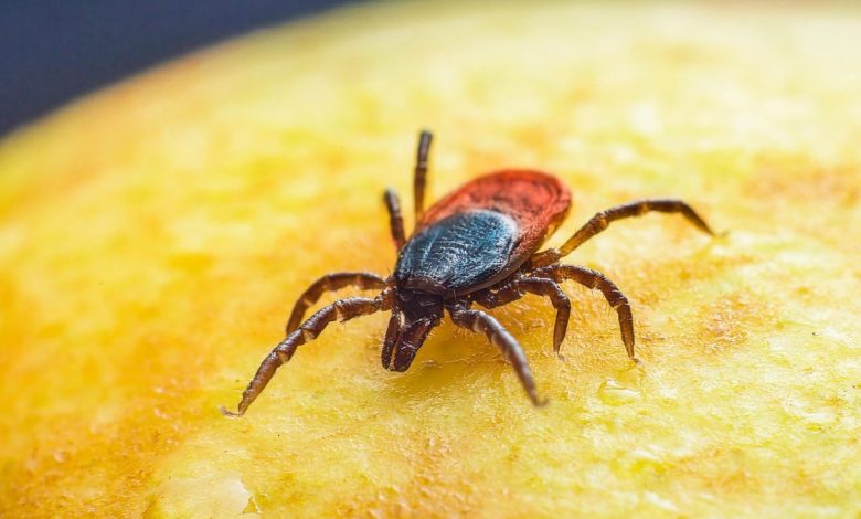 Genetisch gemanipuleerde teken inzetten om vlees eten te stoppen: wetenschap of bioterrorisme?