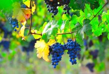Vitamine C druivenpit extract kanker beter dan chemo in proefstudie
