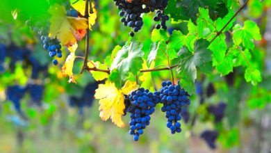 Vitamine C druivenpit extract kanker beter dan chemo in proefstudie