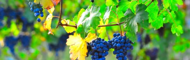 Vitamine C en druivenpitextract presteren beter dan zware chemo — waarom hoor je hier niets over?