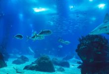 ‘We denken te weten waar Atlantis ligt’: oud-topfunctionaris onthult geheim onderzoek in de Atlantische Oceaan