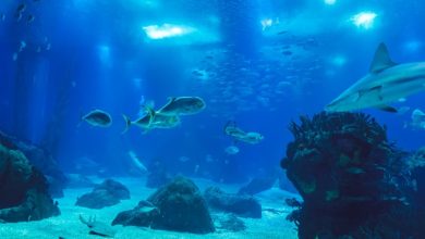 ‘We denken te weten waar Atlantis ligt’: oud-topfunctionaris onthult geheim onderzoek in de Atlantische Oceaan