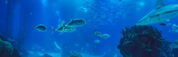‘We denken te weten waar Atlantis ligt’: oud-topfunctionaris onthult geheim onderzoek in de Atlantische Oceaan