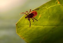 Ze zeggen dat chronische lyme niet te genezen is. Deze kliniek zegt van wel