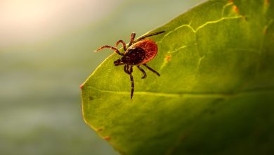 Ze zeggen dat chronische lyme niet te genezen is. Deze kliniek zegt van wel