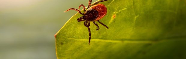 Ze zeggen dat chronische lyme niet te genezen is. Deze kliniek zegt van wel