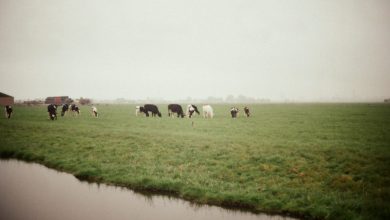 Agrarische wereld in shock: niet 5, maar 217 vergunningen dreigen te worden ingetrokken