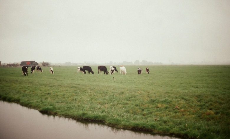 Agrarische wereld in shock: niet 5, maar 217 vergunningen dreigen te worden ingetrokken