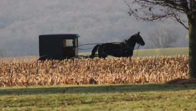 Amish kinderen op weg naar school, zonder vaccinaties en zonder chronische ziektes