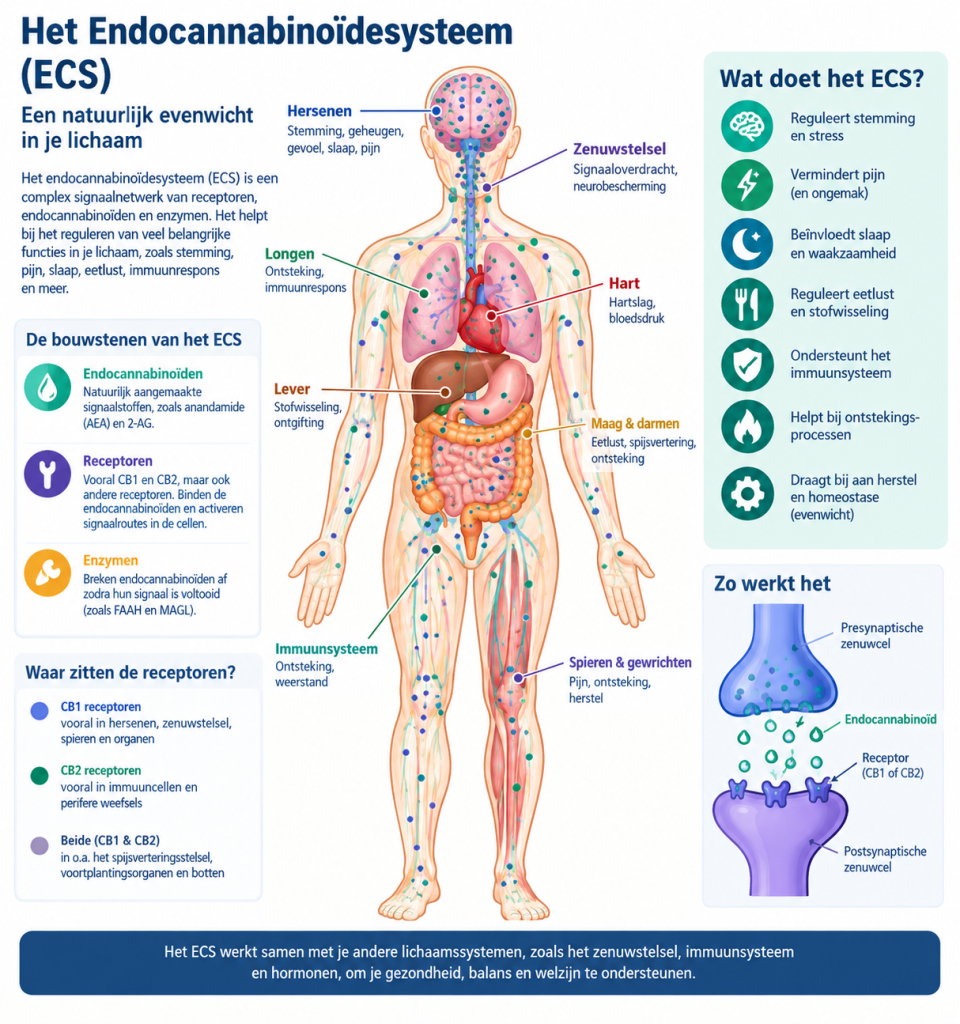 Endocannabinoidesysteem