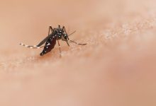 Eerst GMO-muggen van Gates, nu dengue-noodtoestand in Florida