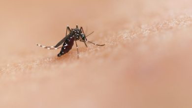 Eerst GMO-muggen van Gates, nu dengue-noodtoestand in Florida