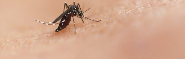 Eerst GMO-muggen van Gates, nu dengue-noodtoestand in Florida