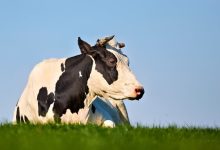 Verborgen beleidsdocument zet Groningse onteigeningszaak op zijn kop: 'Dit is voor ons echt bizar' 4 Verborgen beleidsdocument zet Groningse onteigeningszaak op zijn kop: 'Dit is voor ons echt bizar'