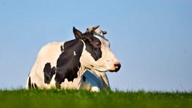 Verborgen beleidsdocument zet Groningse onteigeningszaak op zijn kop: 'Dit is voor ons echt bizar'