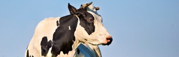 Verborgen beleidsdocument zet Groningse onteigeningszaak op zijn kop: ‘Dit is voor ons echt bizar’