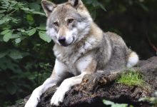 Wolf in Nederlands cultuurlandschap, symbool voor wolvenbeleid Nederland