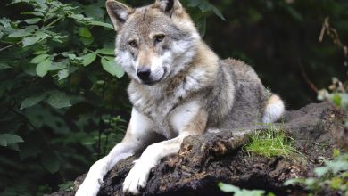Wolf in Nederlands cultuurlandschap, symbool voor wolvenbeleid Nederland