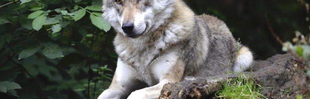Achter de wolf schuilt een groter plan: wie maakt van Nederland een wildernis?