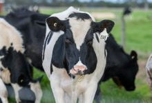 Zwijgende boeren stikstof: boer Ben spreekt zich eindelijk uit