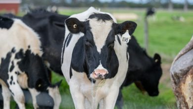 Zwijgende boeren stikstof: boer Ben spreekt zich eindelijk uit