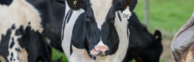 70 procent minder stikstof, maar nog altijd ‘piekbelaster’: boer Ben is er klaar mee