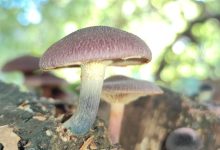Psilocybin alzheimer herstel: hoe één dosis deed wat geen enkel medicijn lukte