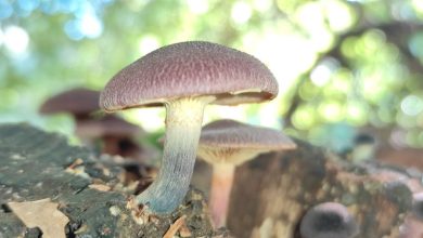 Psilocybin alzheimer herstel: hoe één dosis deed wat geen enkel medicijn lukte