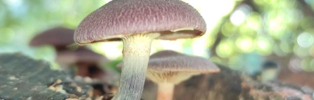 Kan één dosis psilocybine alzheimer terugdraaien? Deze casus zorgt voor opschudding in de medische wereld